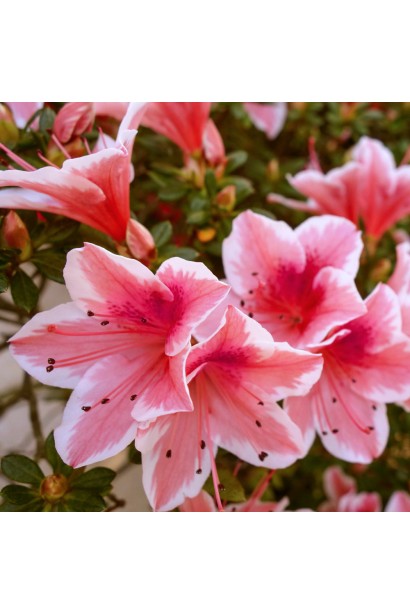 Отм Санберст прикрашає сад пишним цвітінням.